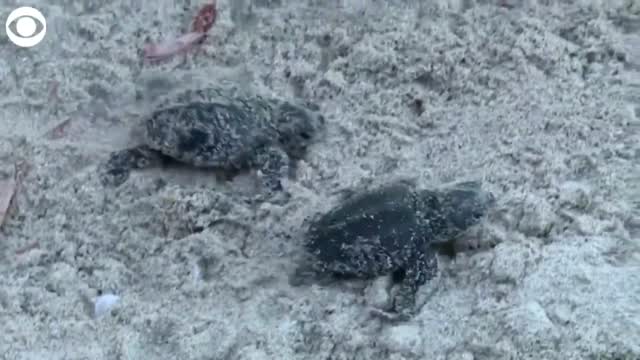 WATCH: Baby Sea Turtles Go To Water With Help From Environmental Group