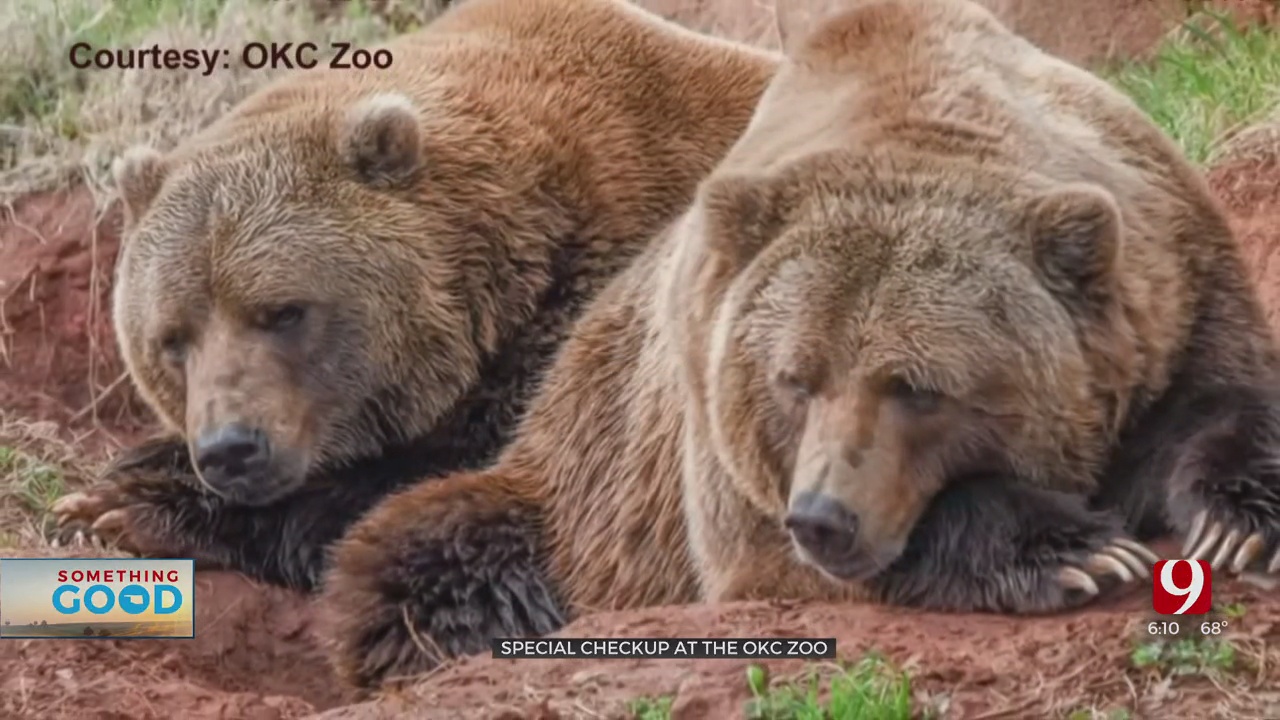 A Bear Of A Day For Visitors At The OKC Zoo