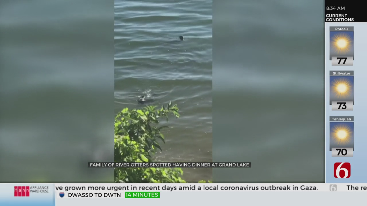 Watch: Family Of Otters Spotted At Grand Lake