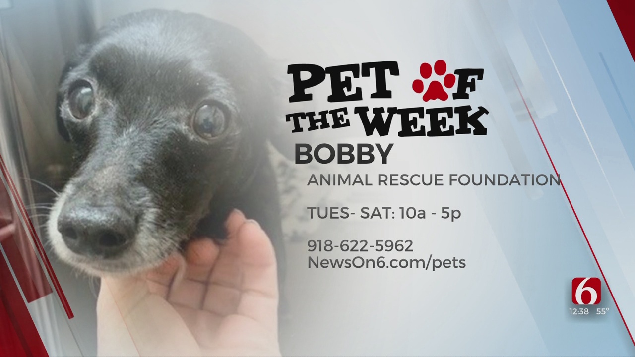 Pet of the Week: Bobby The Chihuahua-Dachshund Mix