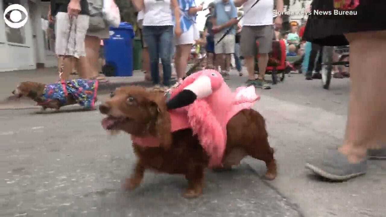 WATCH: Wiener Dog New Year’s Eve Parade