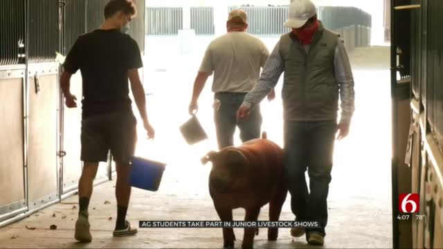 Oklahoma Students Prepare For Junior Livestock Show Despite Fair Cancelation 
