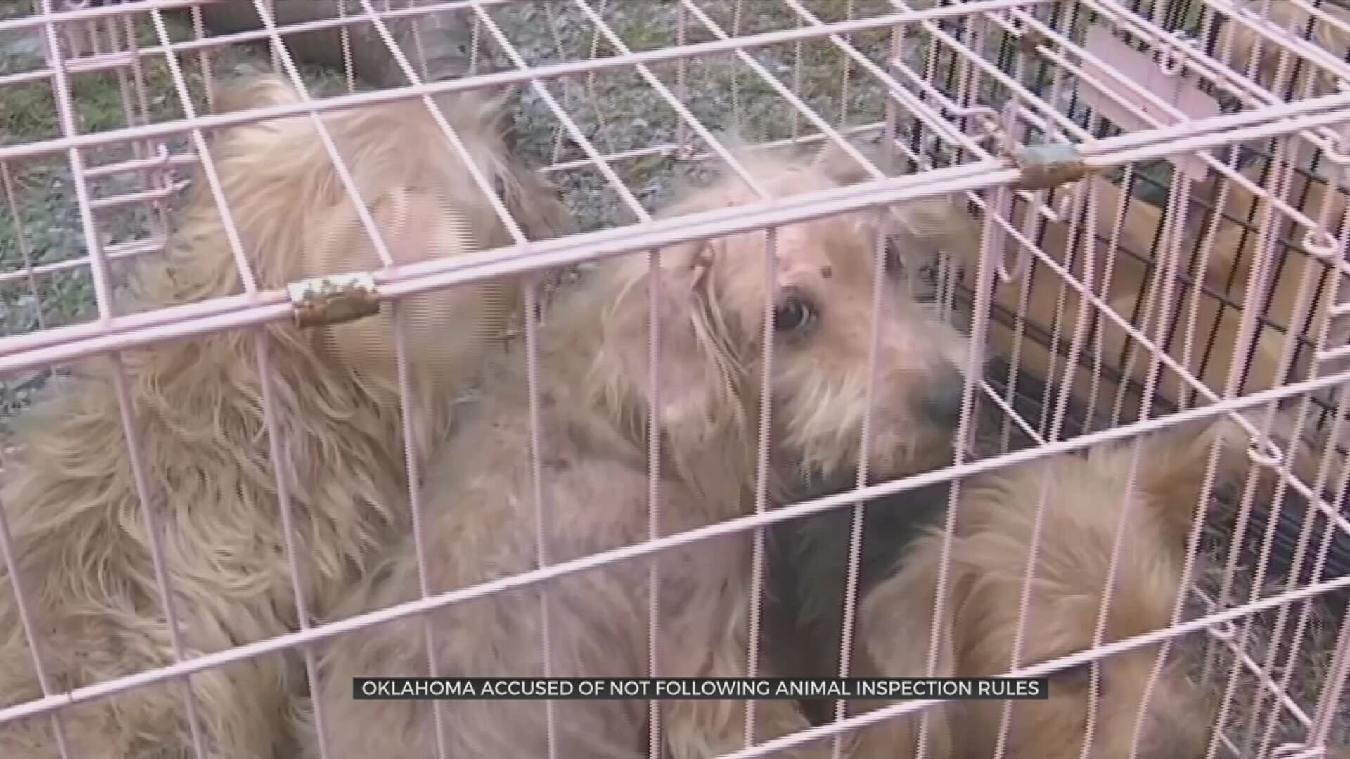 US Humane Society Calls Out Problematic Puppy Mill Inspections In Oklahoma 
