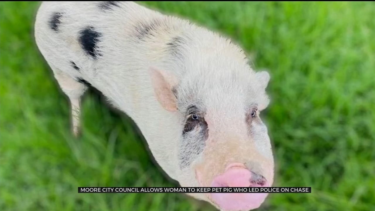Moore City Council Allows Woman To Keep Pet Pig Who Led Police On Chase