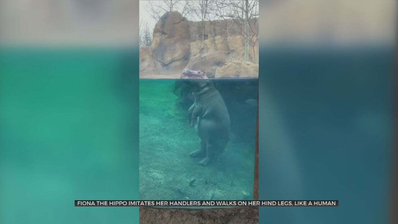 Watch: Fiona The Hippo Walks Like A Human