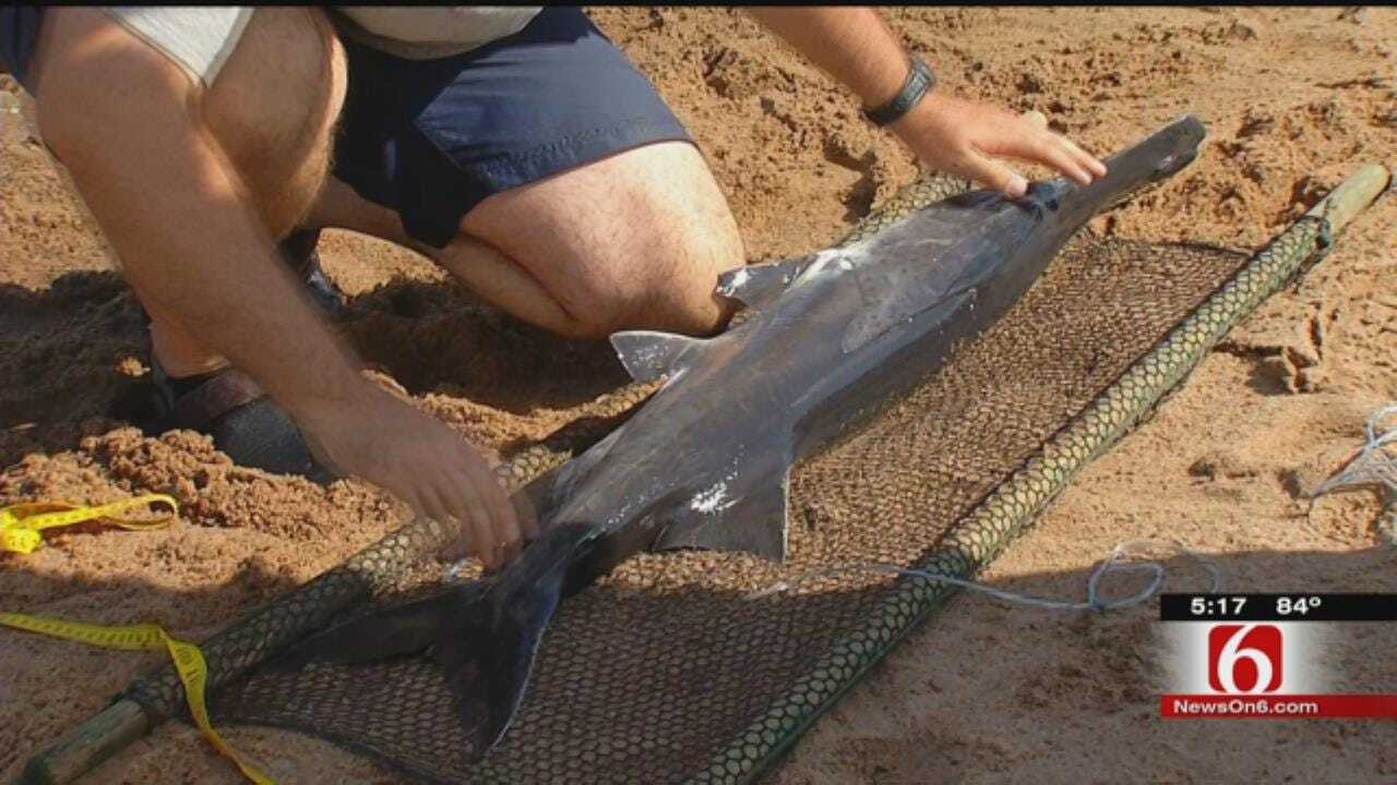 Biologists Study Ancient Fish Stuck In Arkansas River