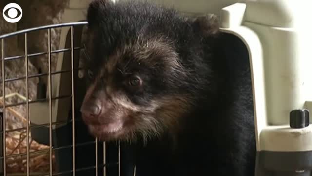 Watch: Spectacled Bear Cub Is New Addition At Peruvian Zoo