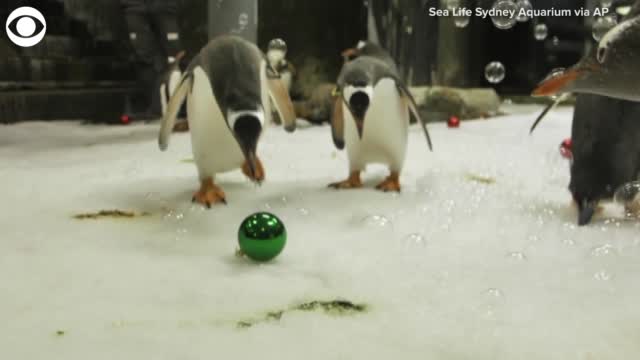 Watch: Penguins Celebrate Christmas In Australia