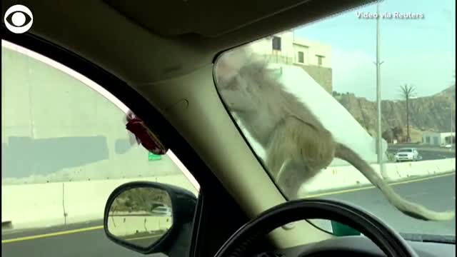 WATCH: Driver Gives A Monkey A Snack