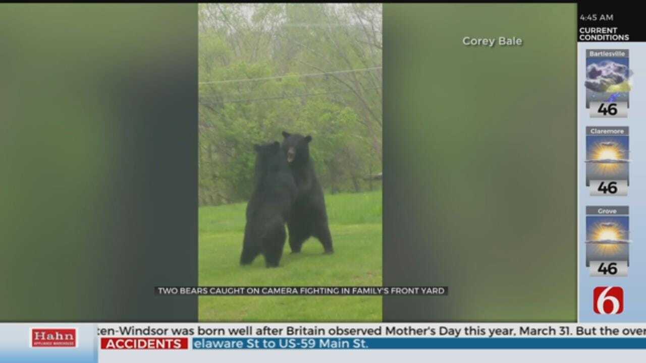 WATCH: Fighting Bears Caught On Camera
