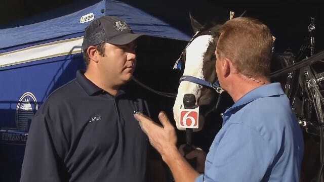 WEB EXTRA: Travis Meyer Learns About Clydesdales At Tulsa State Fair