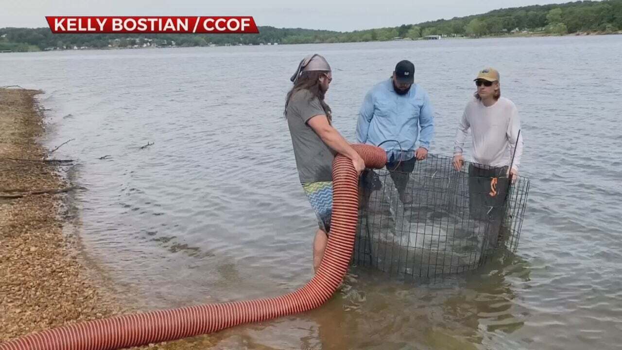 Oklahoma Wildlife Department Stocks "Tiger Bass" On Grand Lake; Pro Angler Donation Kicks Off Program