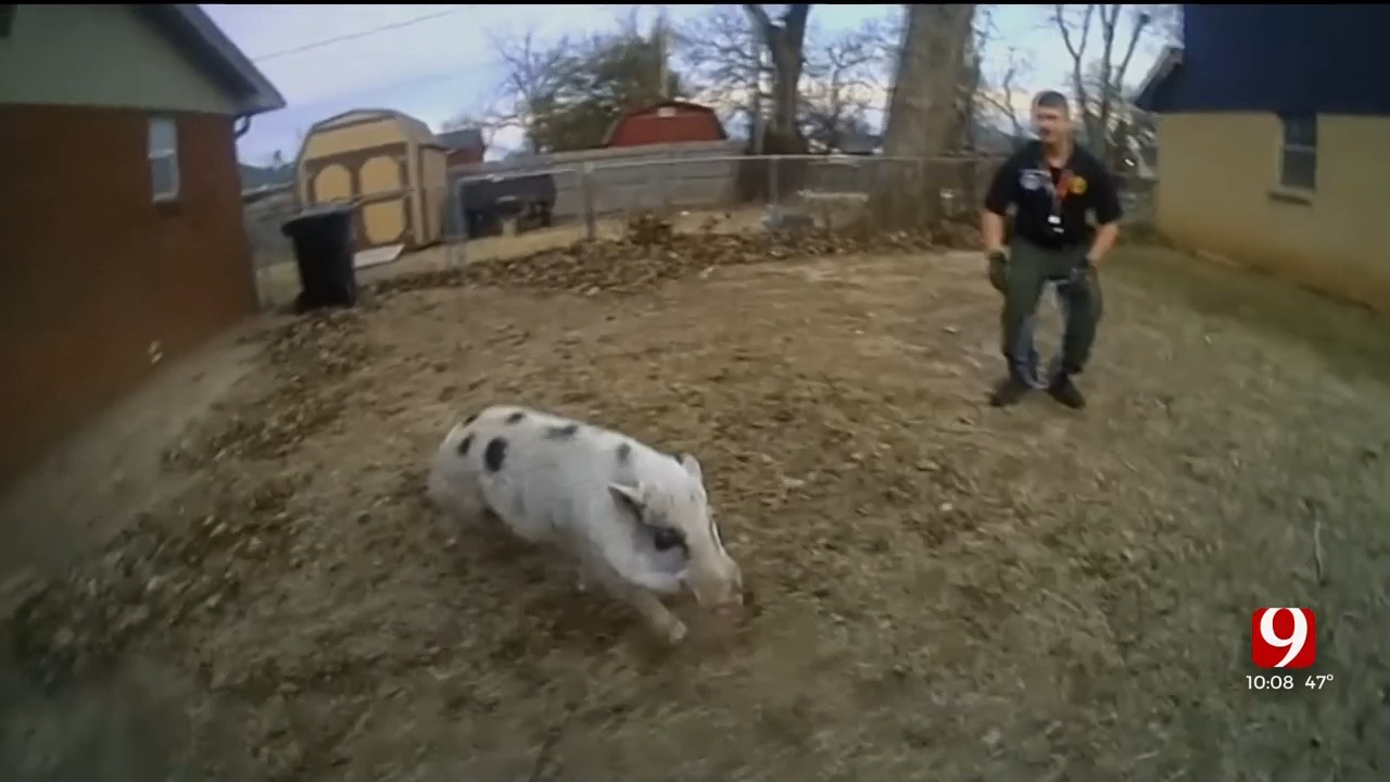 Moore Animal Control Attempt To Catch Evasive Little Pig