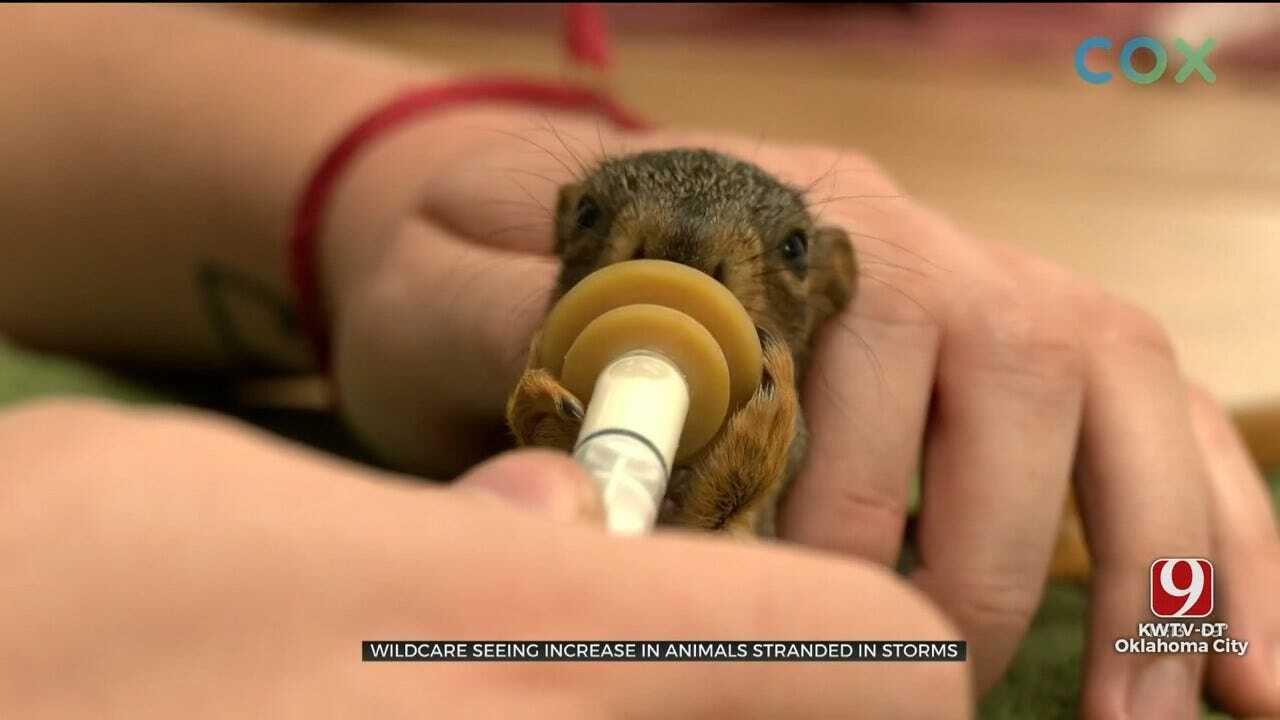 WildCare Foundation Seeing Increase In Animals Stranded In Storms