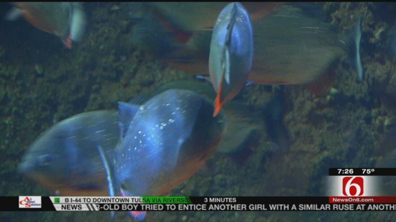 Wild Wednesday: Red Belly Piranha At The Tulsa Zoo