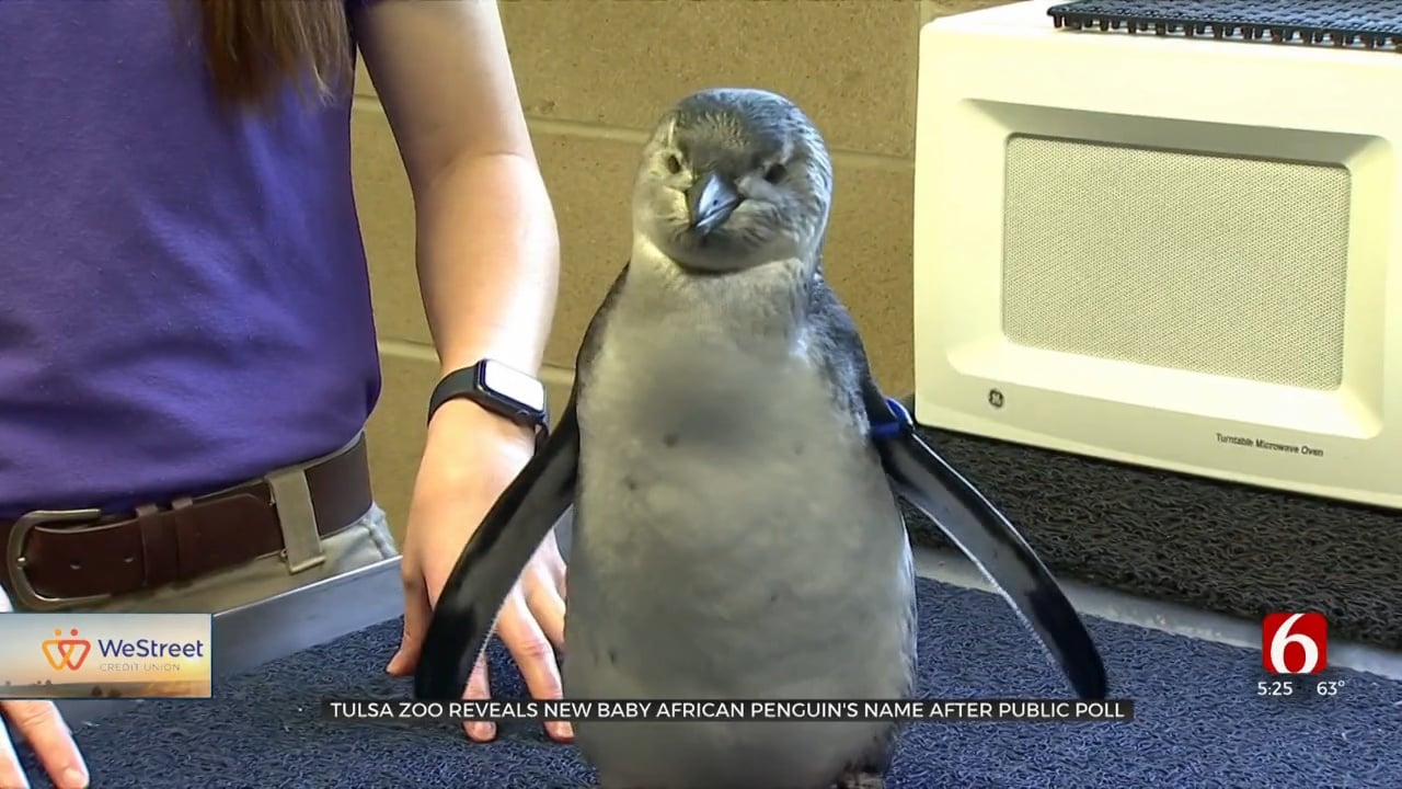 Tulsa Zoo Reveals New Baby African Penguin's Name After Public Poll