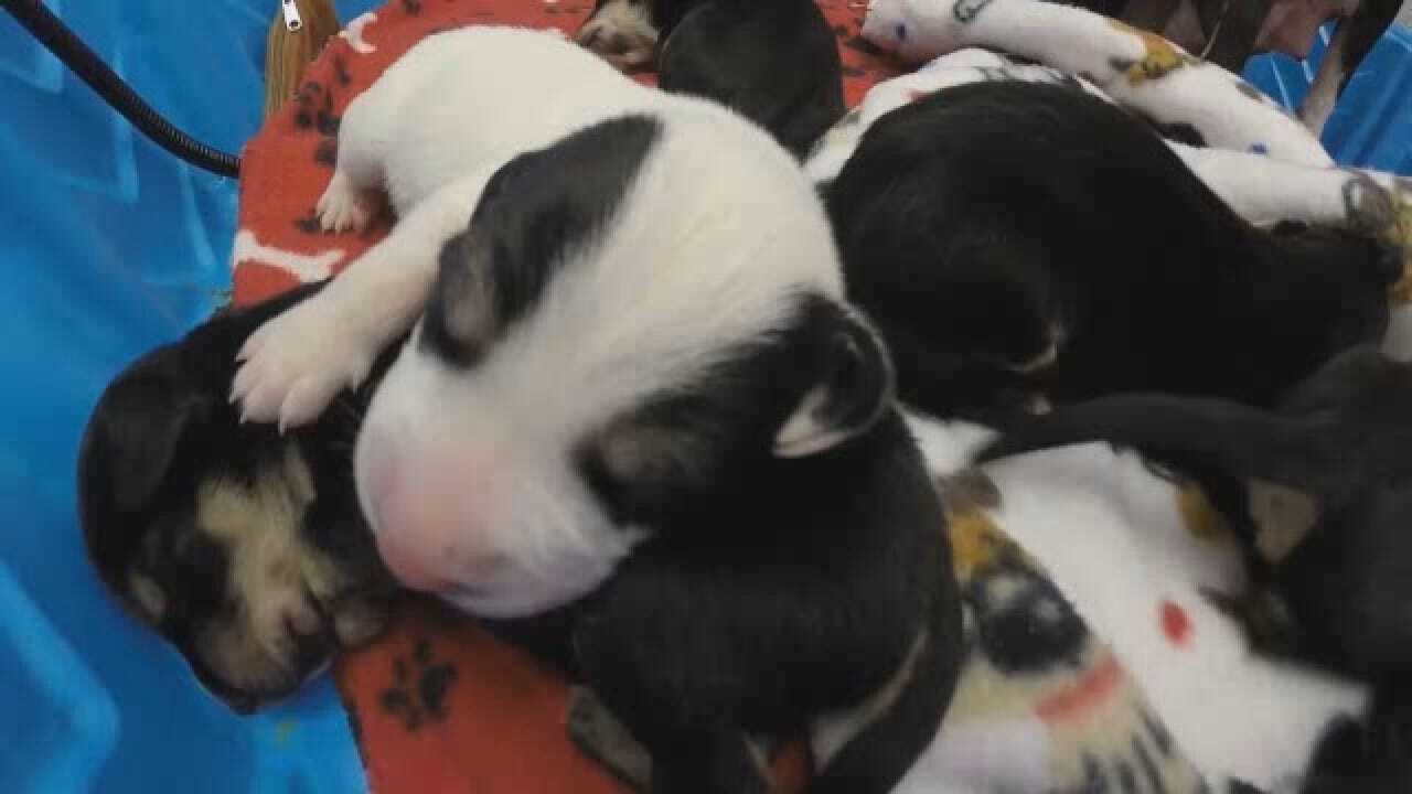 14 Puppies Rescued From Icy Creek