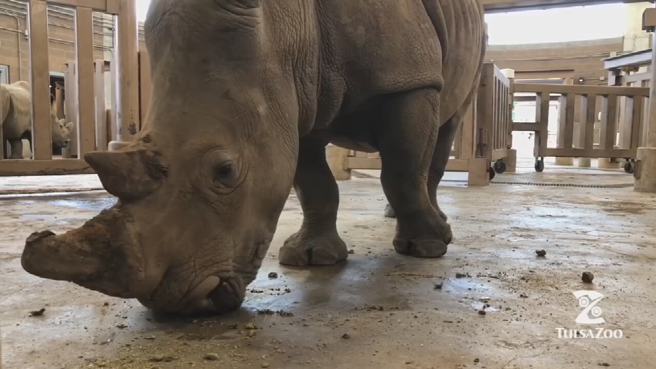 Tulsa Zoo Celebrates Birthday For Pregnant Rhino Sally
