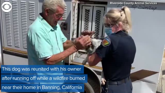 Watch: Firefighters Rescued A Dog From Apple Fire In California