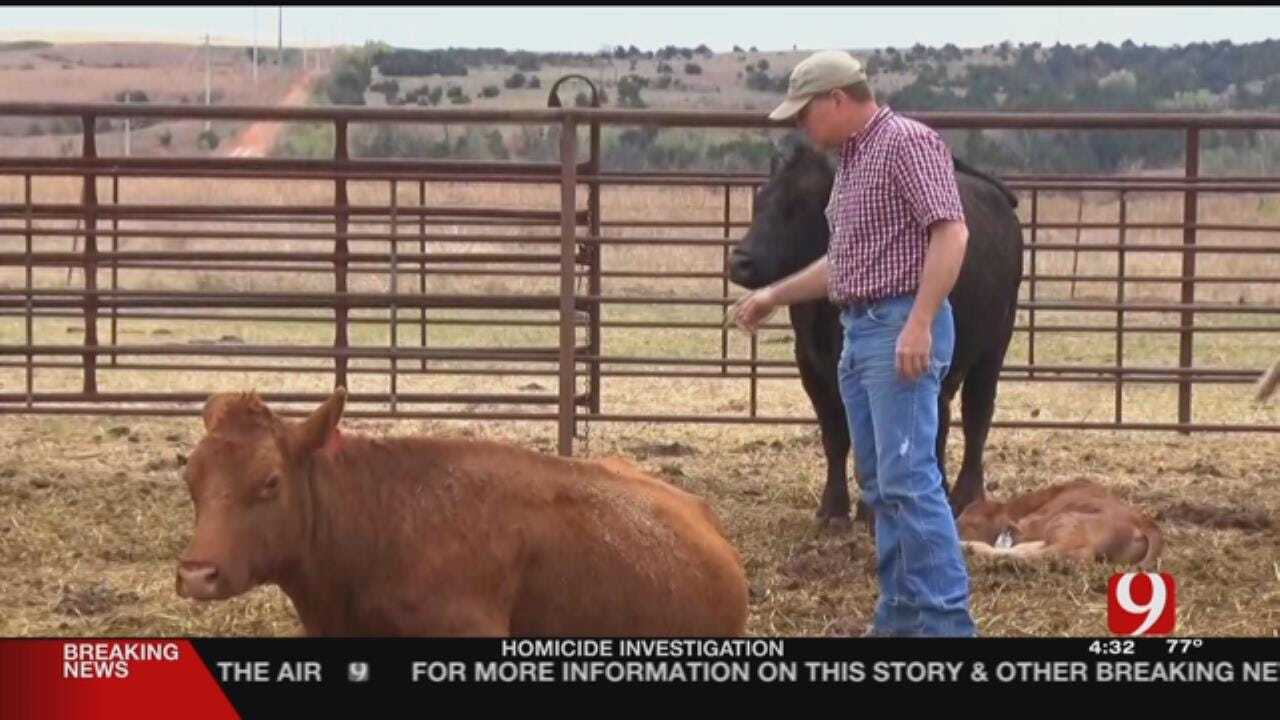 Taloga Veterinarian Heals Cattle After Wildfire