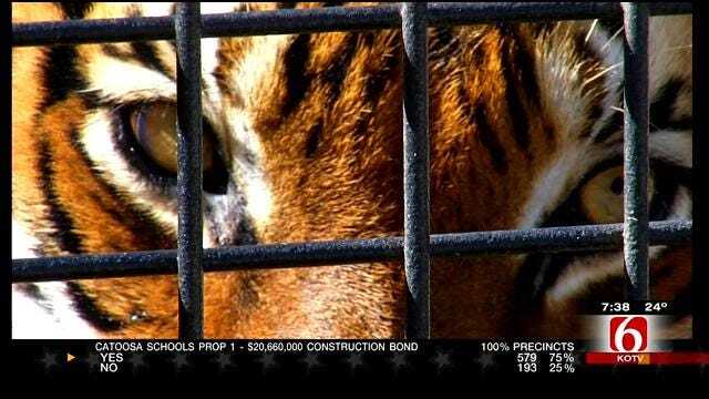 Wild Wednesday: Tiger Exhibit At Tulsa Zoo