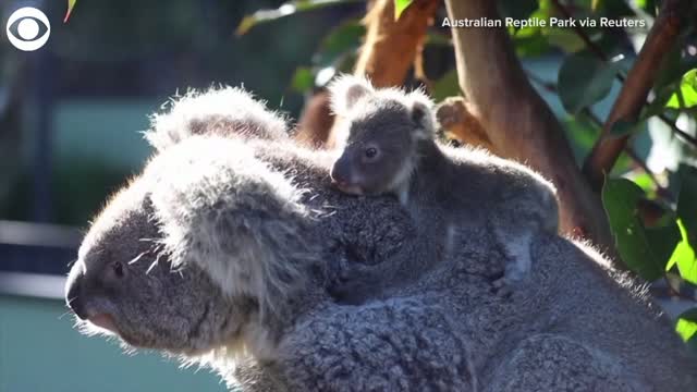 Watch: Koala Sisters Meet For The First Time