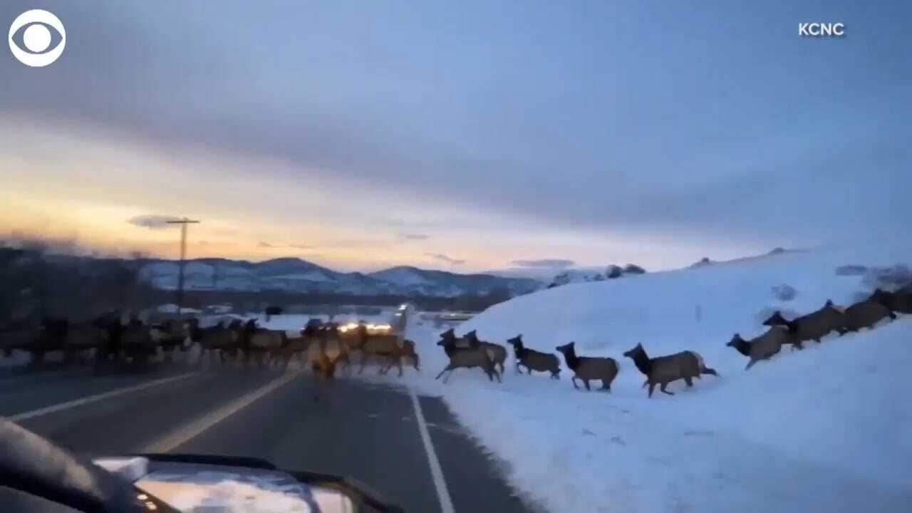 WATCH: A Herd Of Elk Cross A Road In Front Of News Crew In Colorado