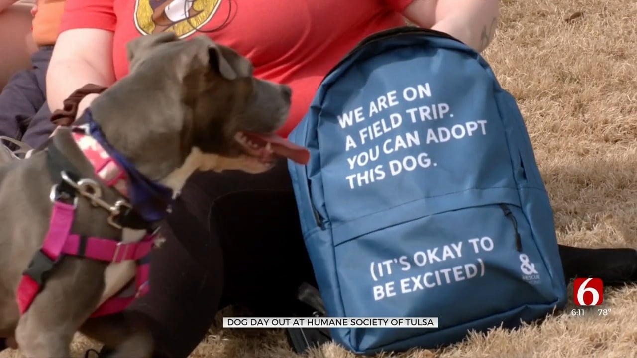 'Dog Day Out' Program Helping To Reduce Overcrowding In Shelters And Get Dogs Adopted