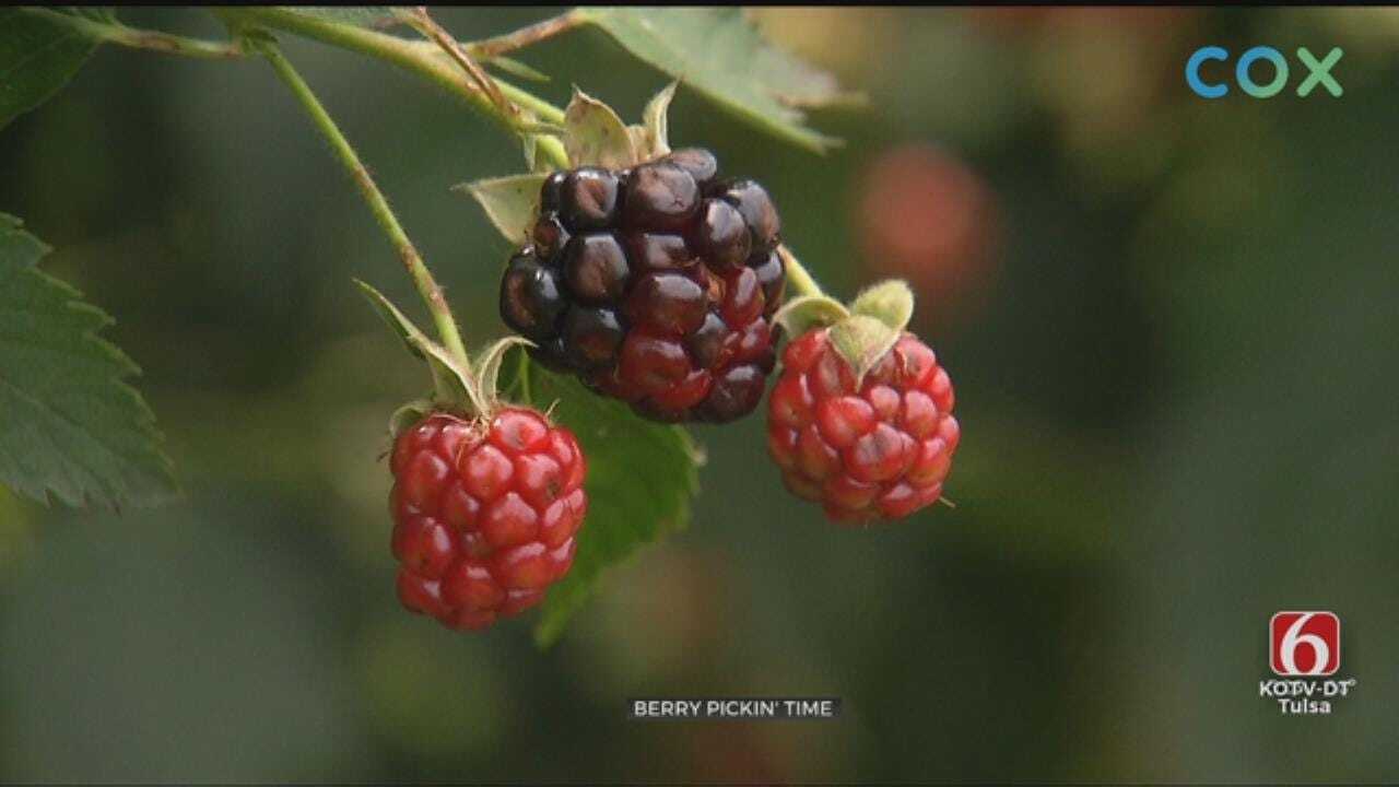 Mounds Couple Has Berries Ripe For The Picking