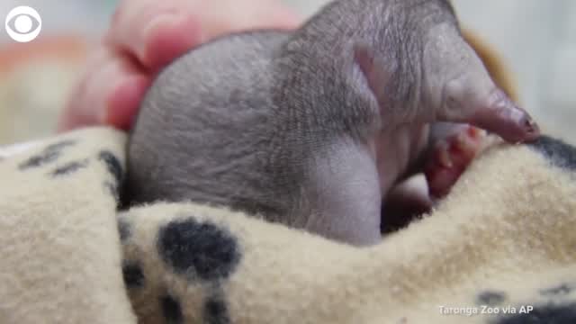 AW! Echidna Puggle Recovering At Zoo