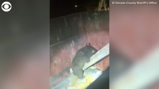 Watch: Three Bear Cubs Get Stuck In A Dumpster In California