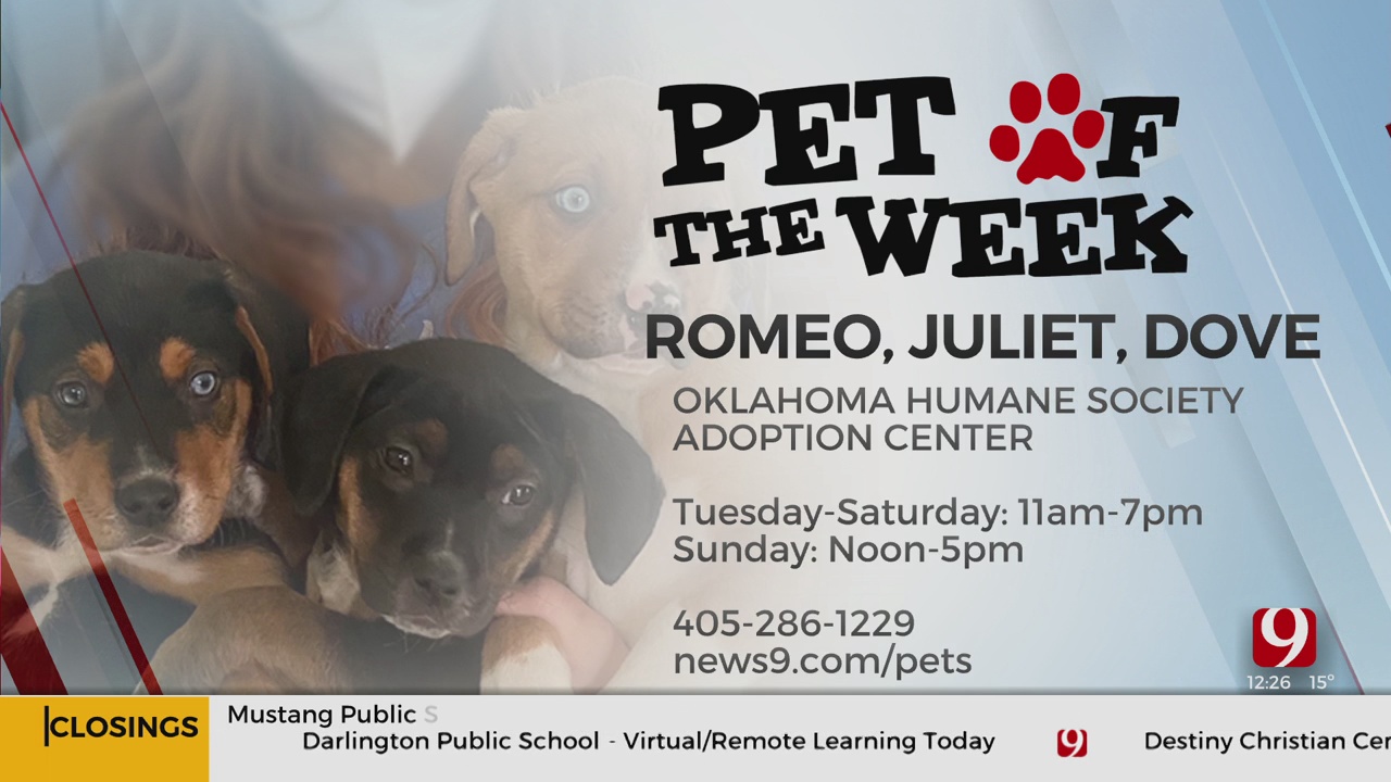 Pets Of The Week: Romeo, Juliet And Dove
