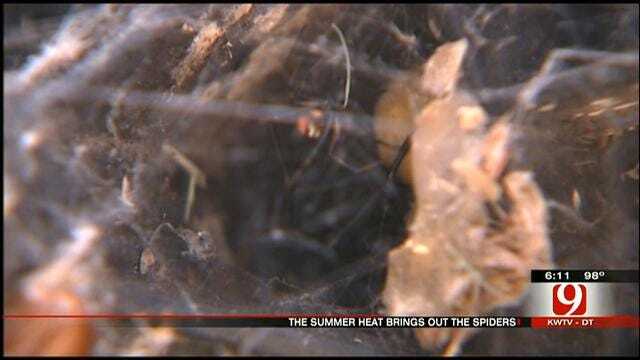 Summer Heat Brings Out More Spiders In Oklahoma