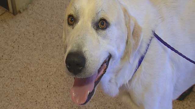 Rescue Group Works To Save Another Dog Suffering From A Gunshot Wound