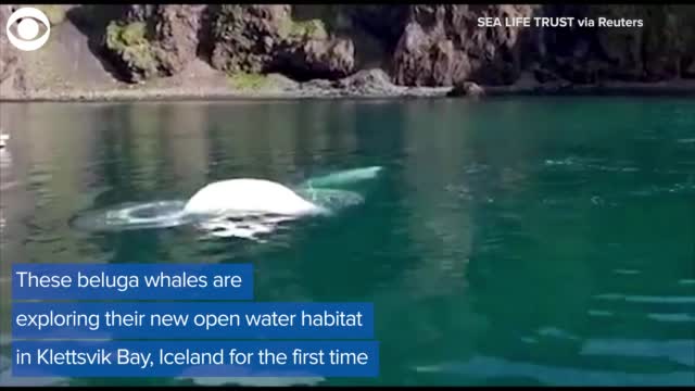 Watch: Belugas Swim In New Open Water Sanctuary For First Time 