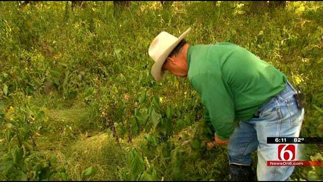 Poisonous Weed Taking Toll On Oklahoma Cattle