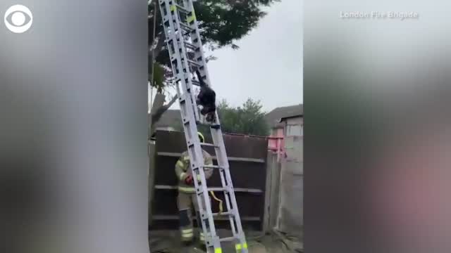 WATCH: Cat Climbs Down From Tree Using Rescue Ladder