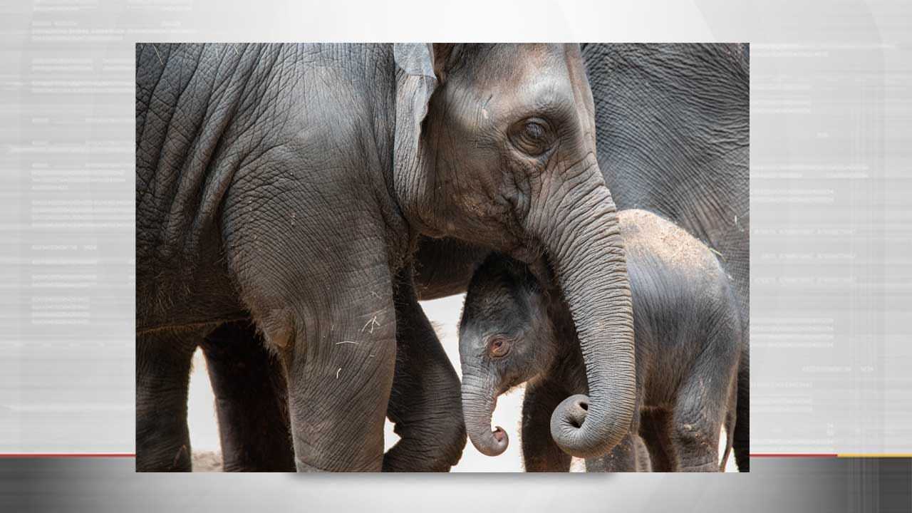 OKC Zoo Welcomes New Baby Elephant