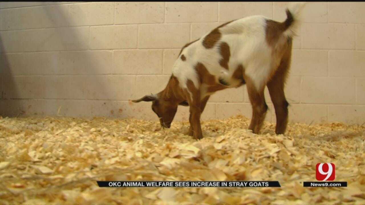OKC Animal Welfare Sees Increase In Stray Goats