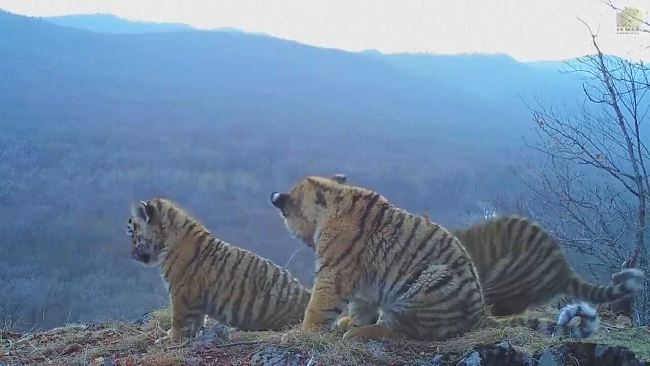 Hidden Camera Captures Rare Amur Tiger Cubs At Play