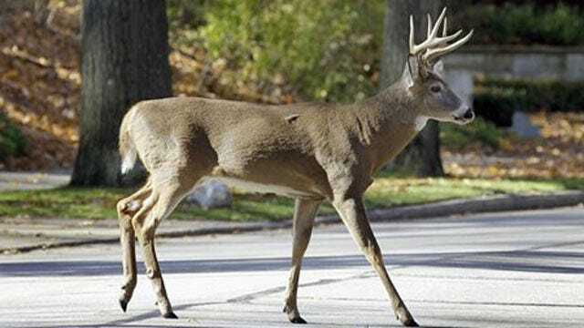 Oklahoma Highway Patrol Reminds Drivers To Watch For Deer As Mating Season Begins