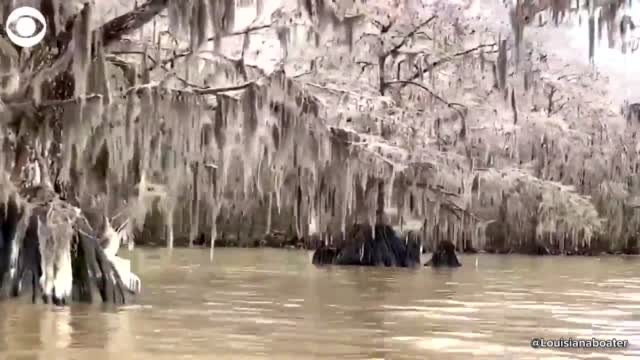 WATCH: Ice Covers Trees Along Louisiana State Park