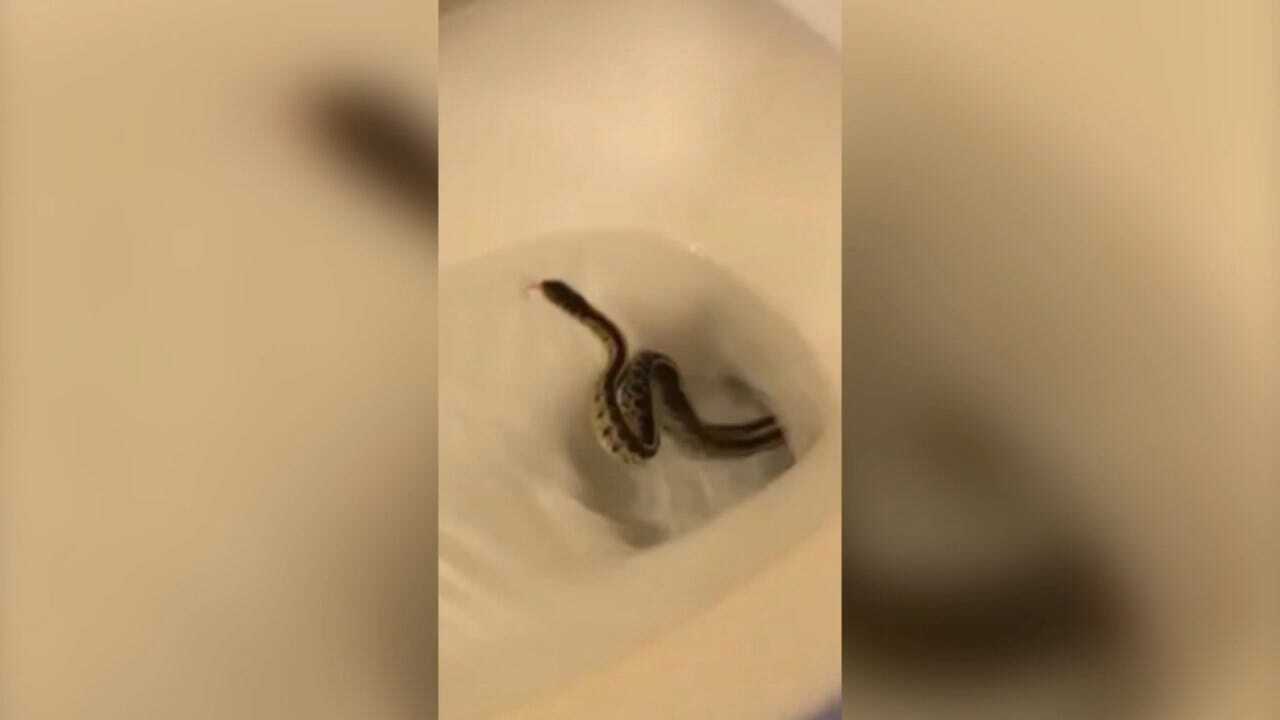 WATCH: Snake Pops Head Out Of Toilet In Tennessee Woman’s Bathroom
