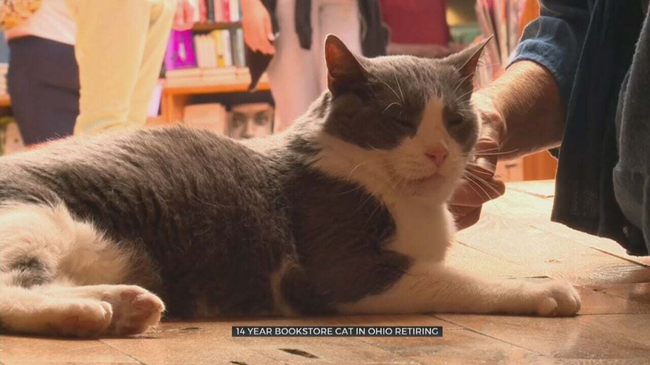 Bookstore Cat In Ohio Retires After 14 Years Of Work