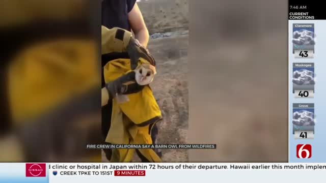 Watch: California Fire Crew Saves Owl From Wildfires