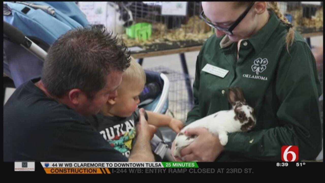 Fly The Coop: A Bunny Loving 4H Member