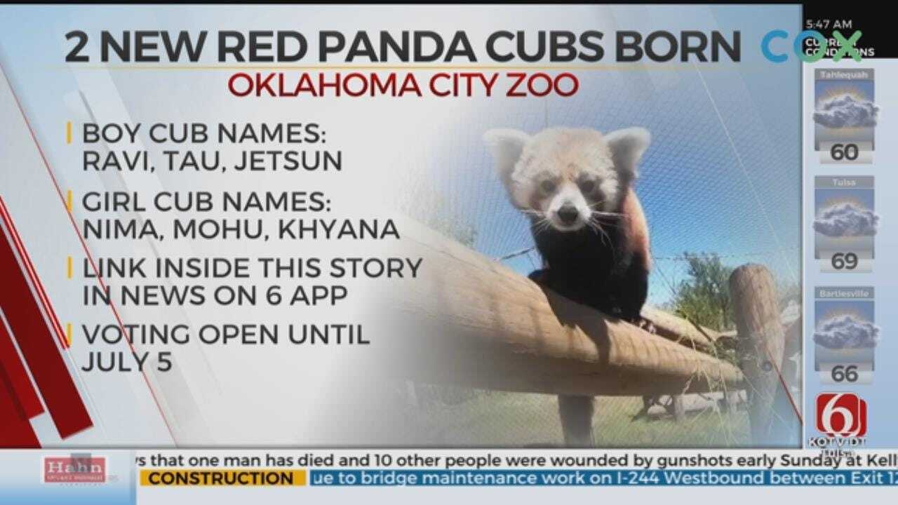 OKC Zoo Announces Birth Of 2 Red Pandas, Asks For Public's Helping Naming Them