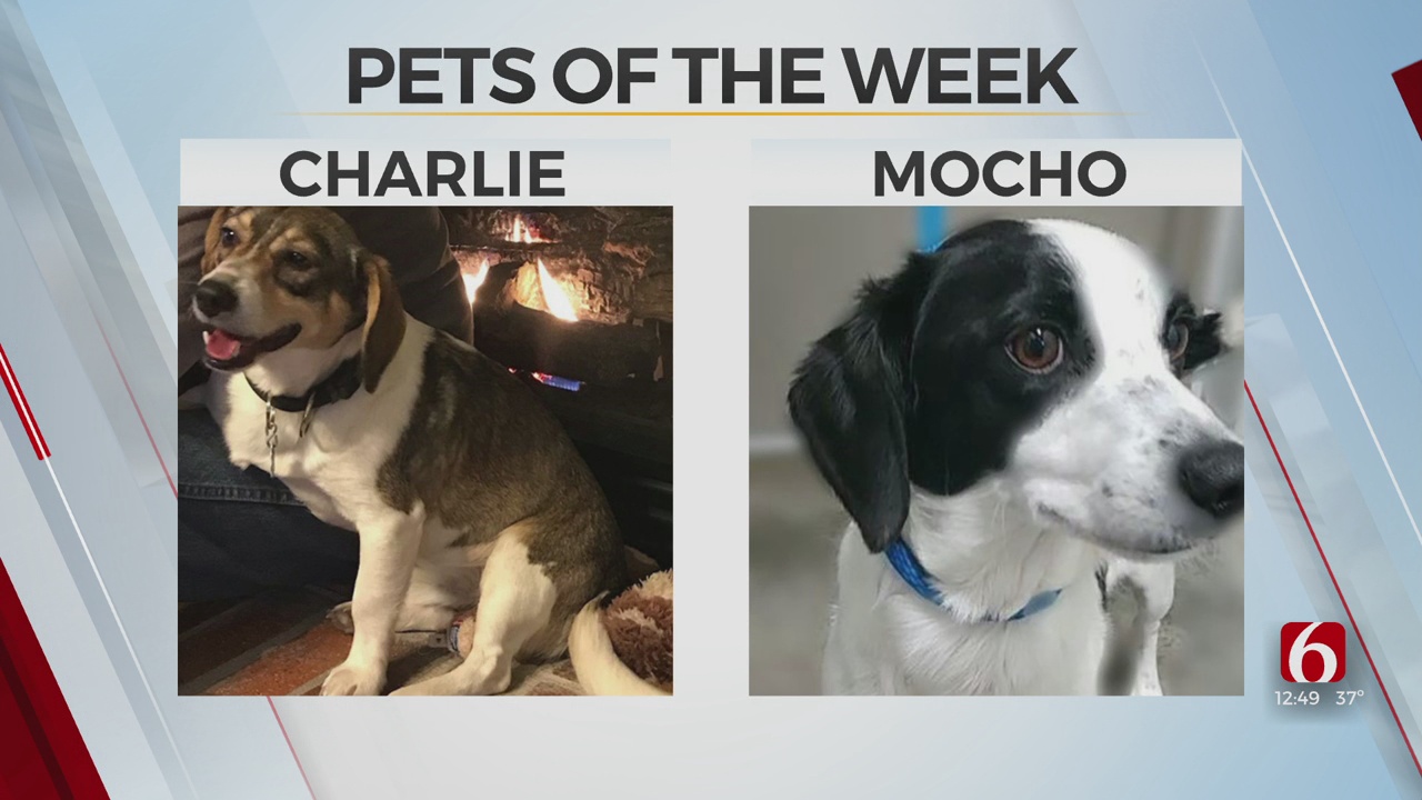 Pet Of The Week: Charlie & Mocho The Beagle Mix Bros