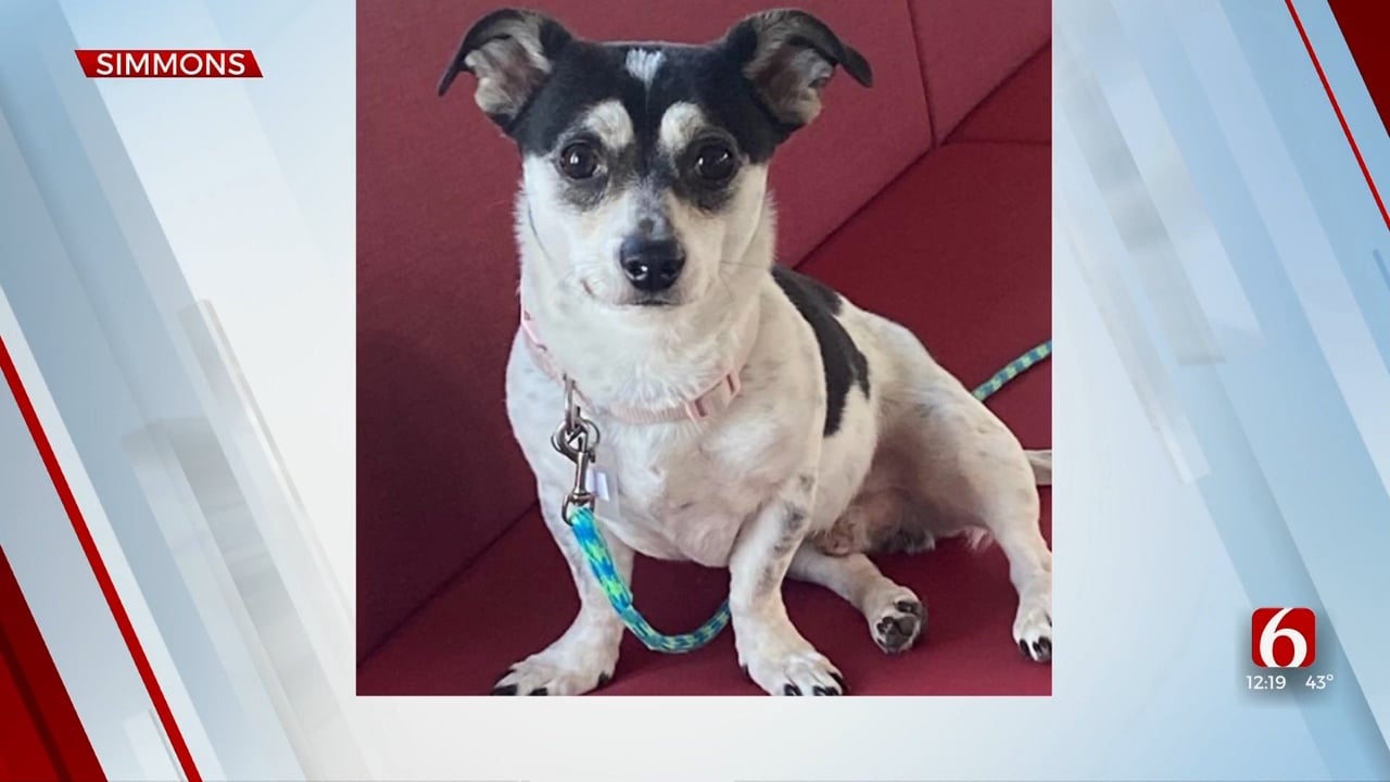Pet of the Week: Simmons The Rat Terrier-Mix