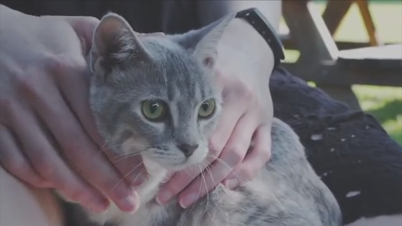 Meet Sage, The Philbrook Museum's Newest Garden Cat